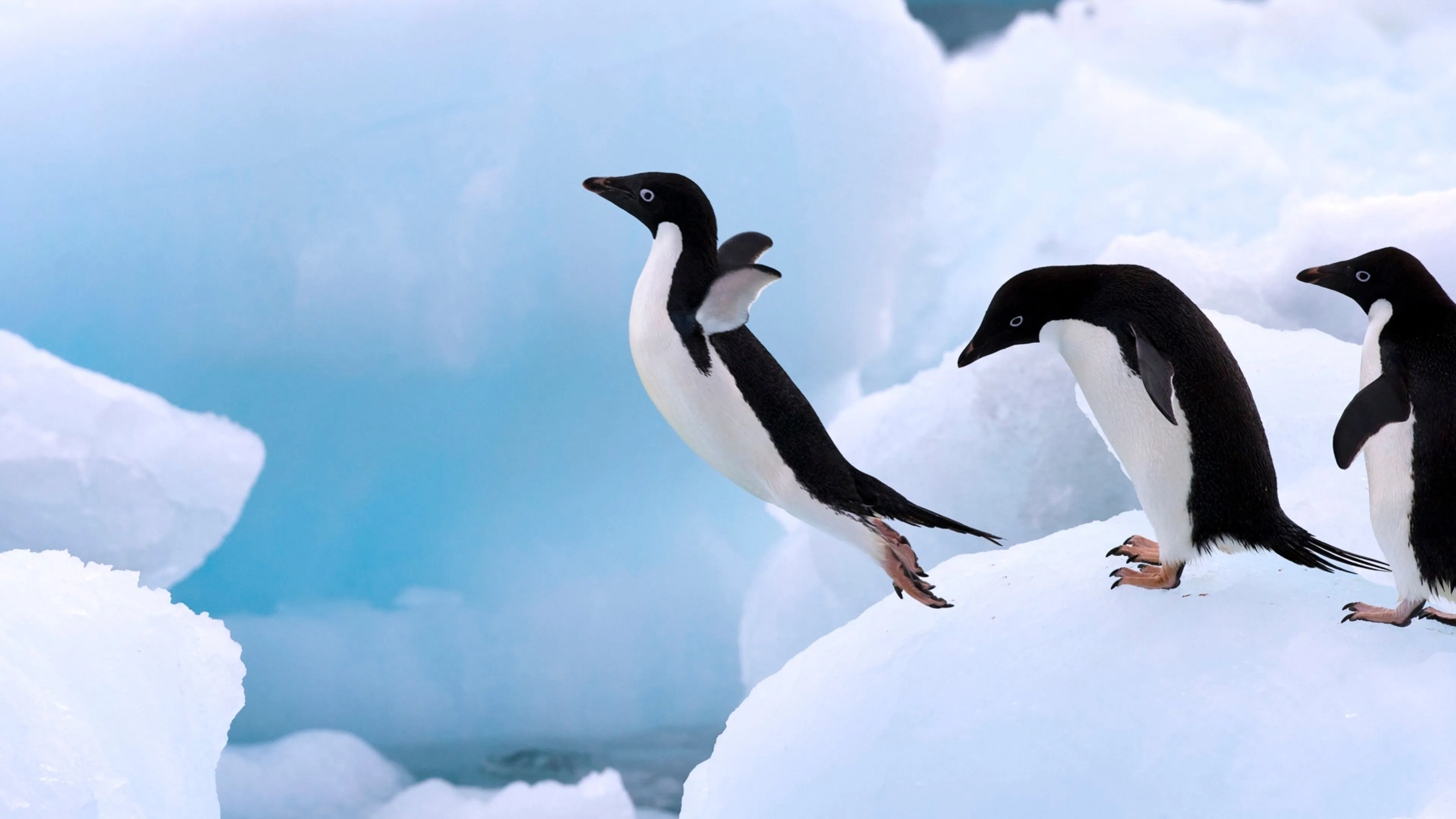 pinguino